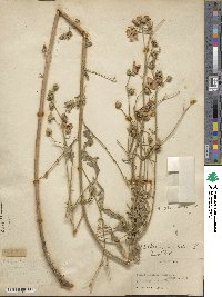 Althaea cannabina image