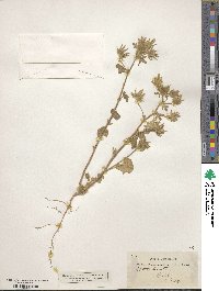 Althaea hirsuta image