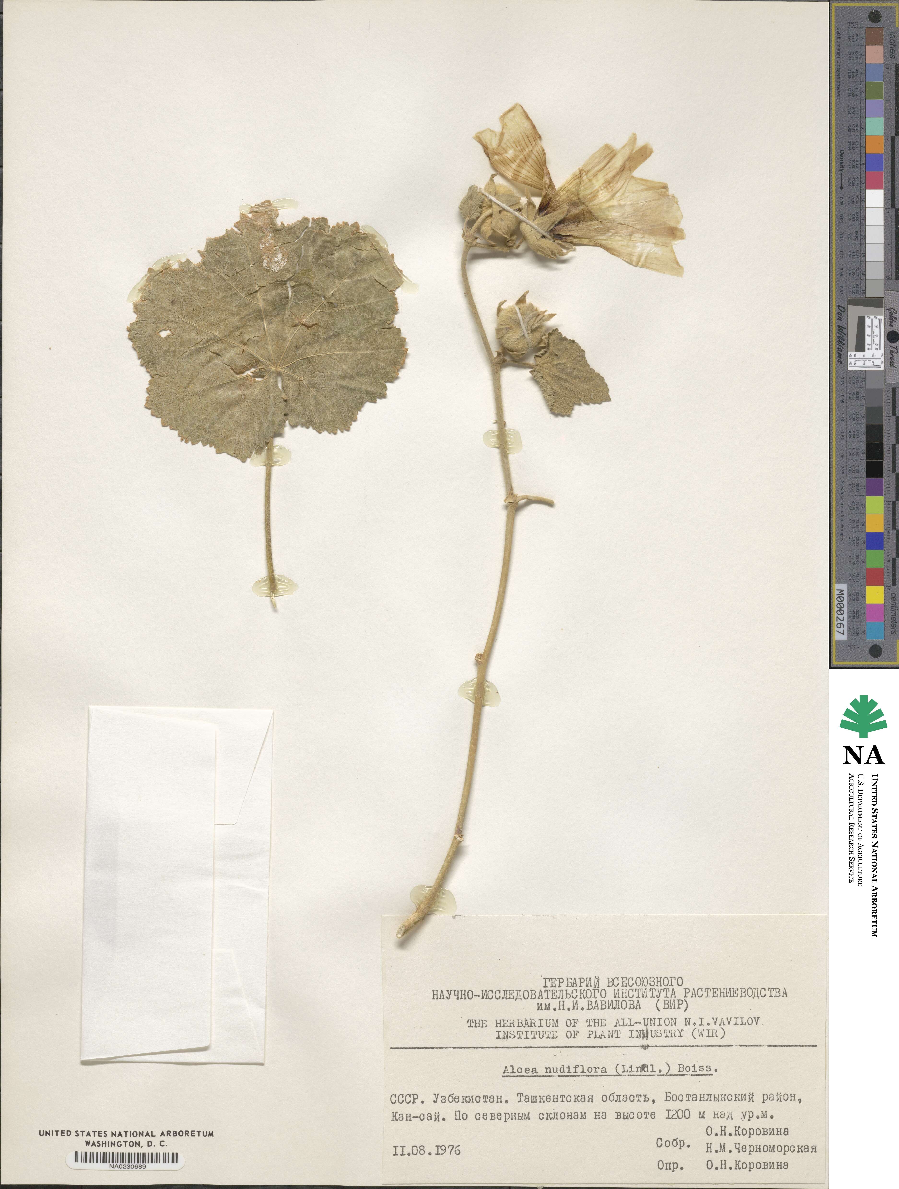 Alcea nudiflora image