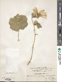 Image of Alcea nudiflora