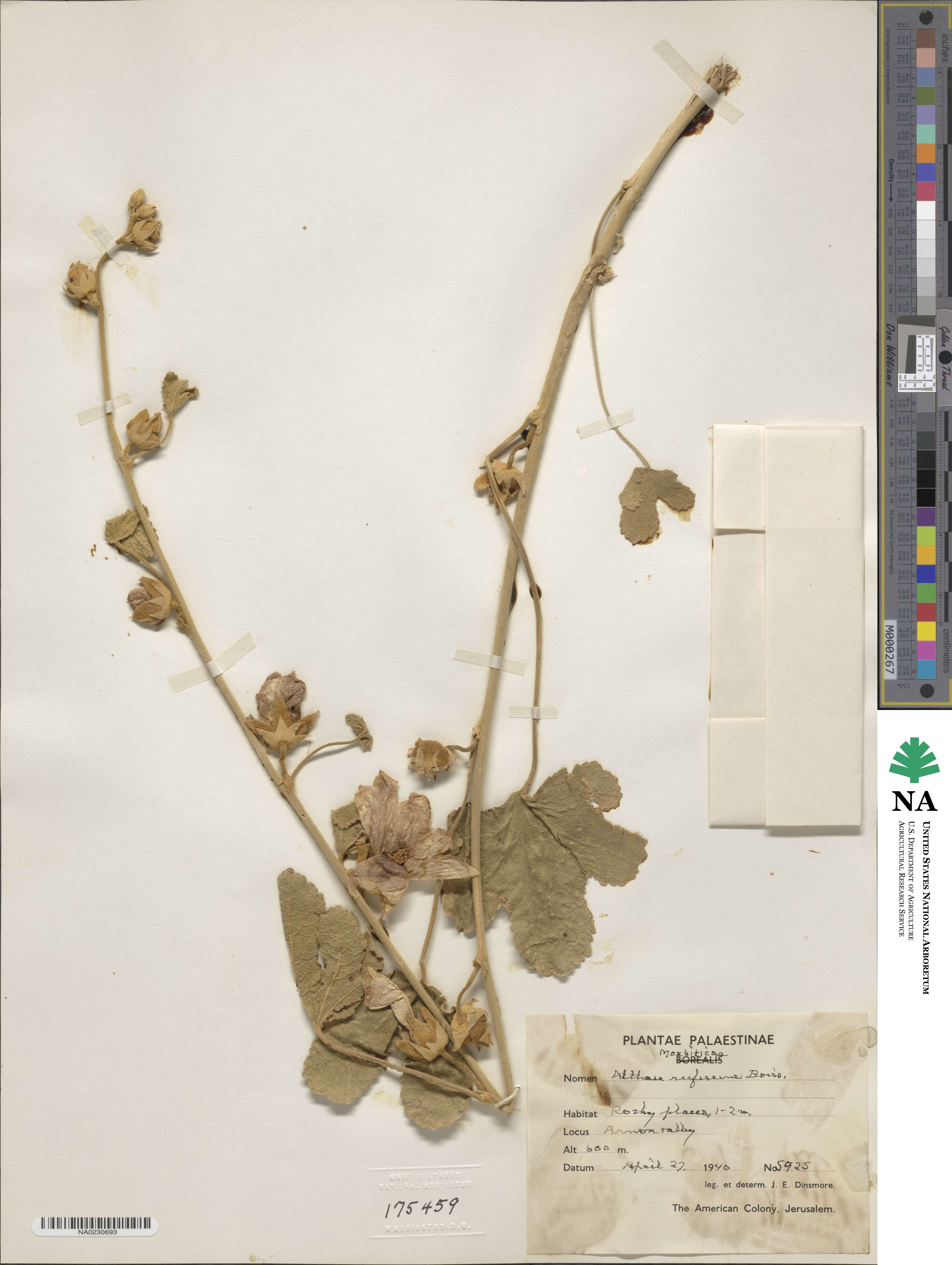 Alcea striata subsp. rufescens image