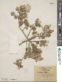 Malva longiflora image