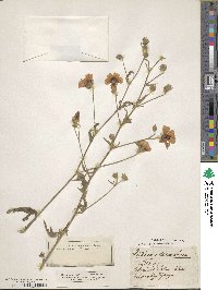 Althaea cannabina image