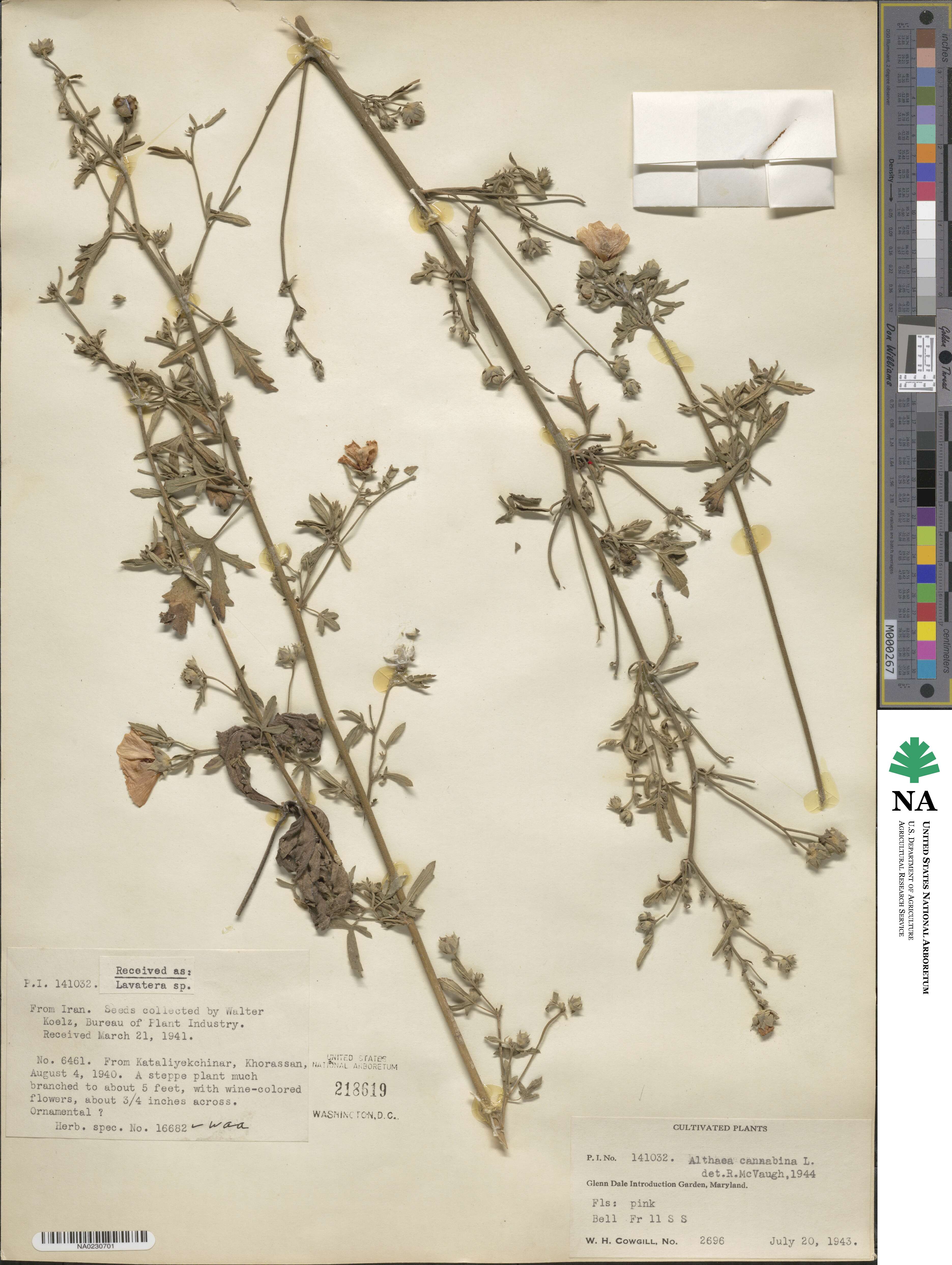 Althaea cannabina image