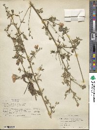 Althaea cannabina image