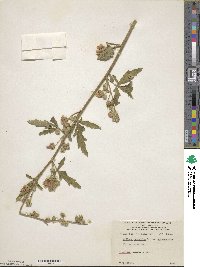 Althaea cannabina image