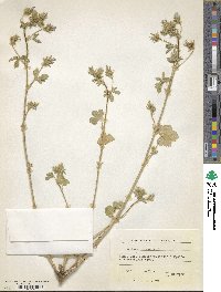 Althaea hirsuta image