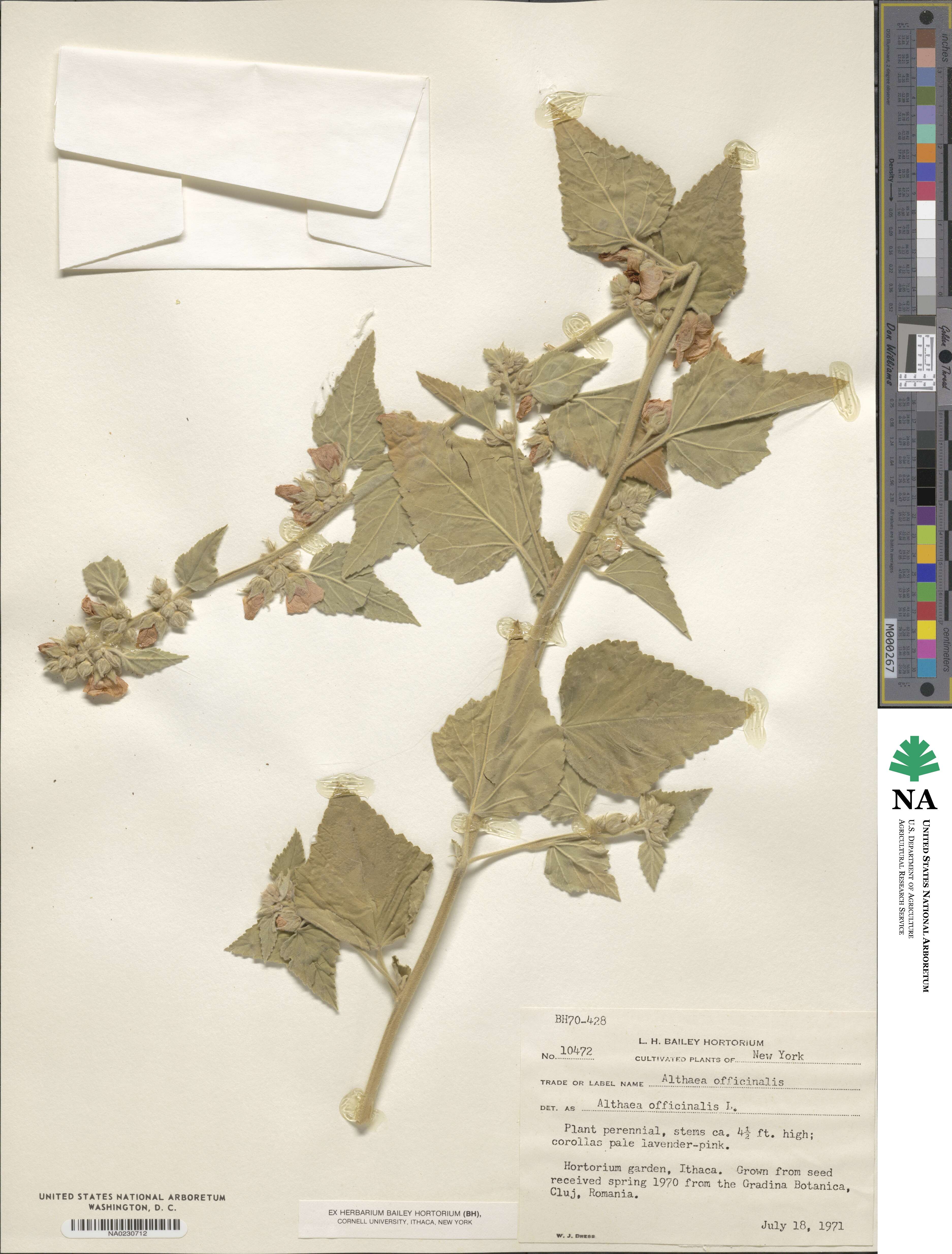 Althaea officinalis image