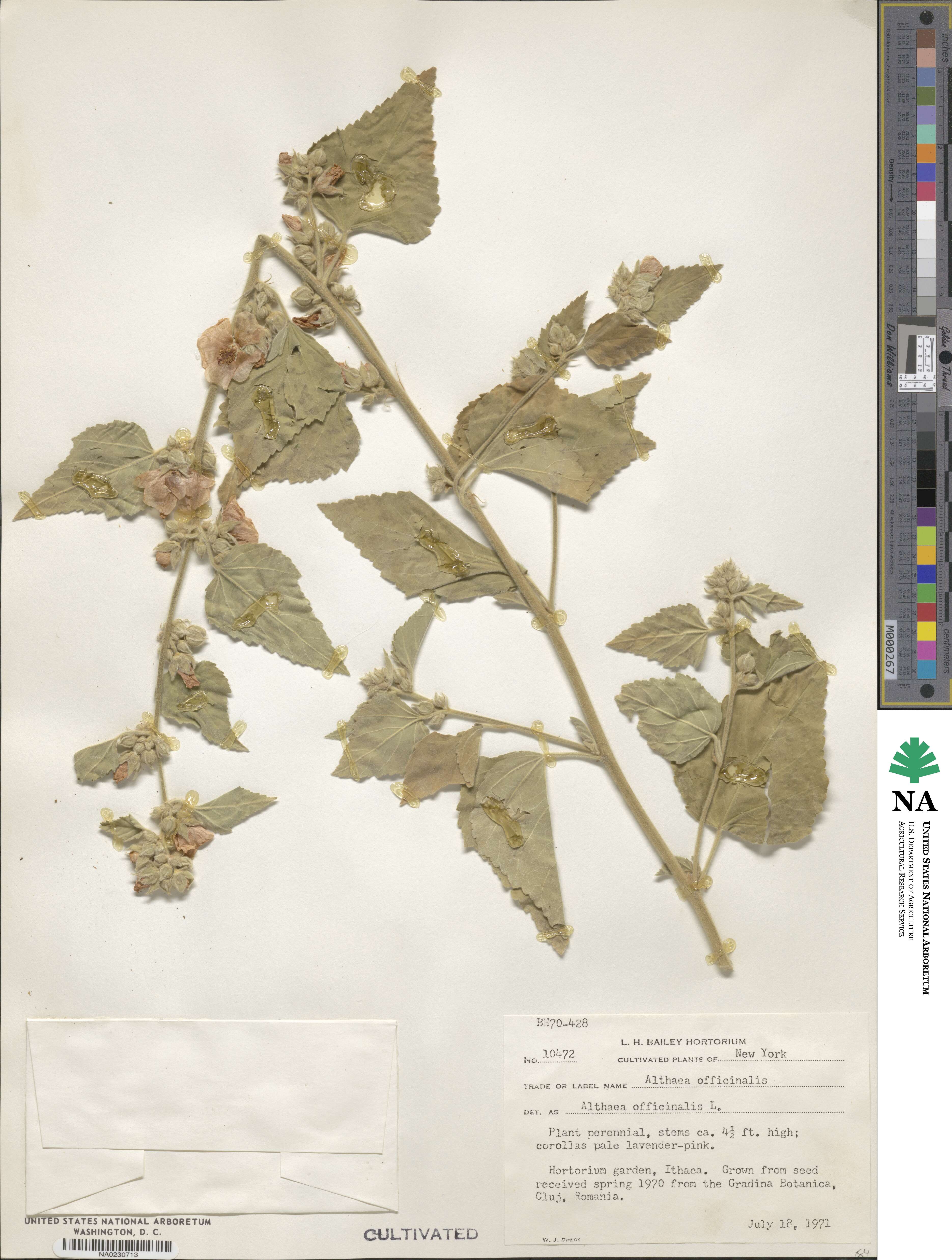 Althaea officinalis image