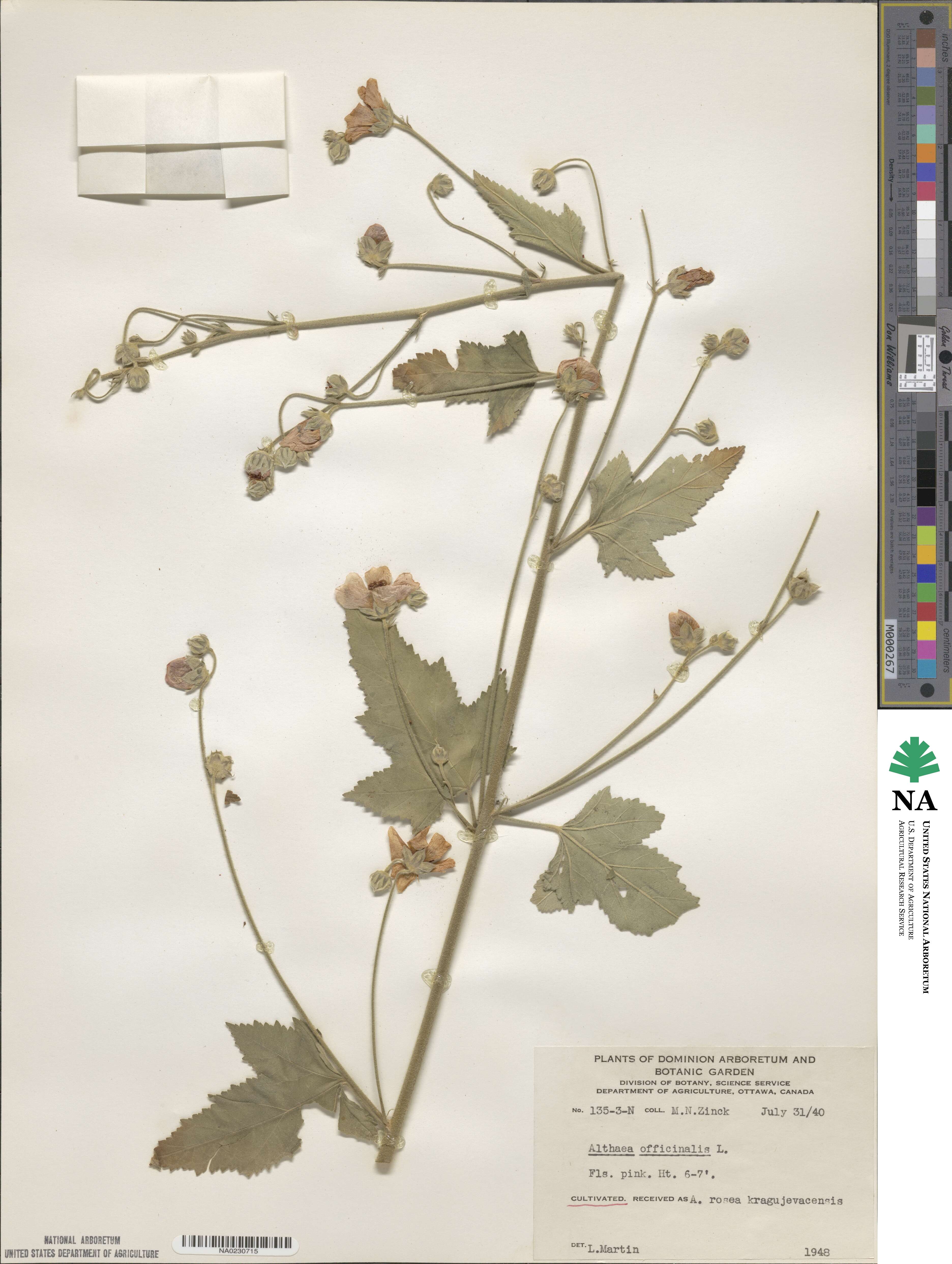 Althaea officinalis image