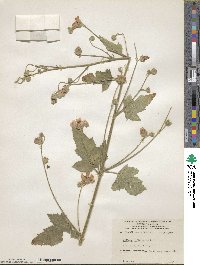 Althaea officinalis image