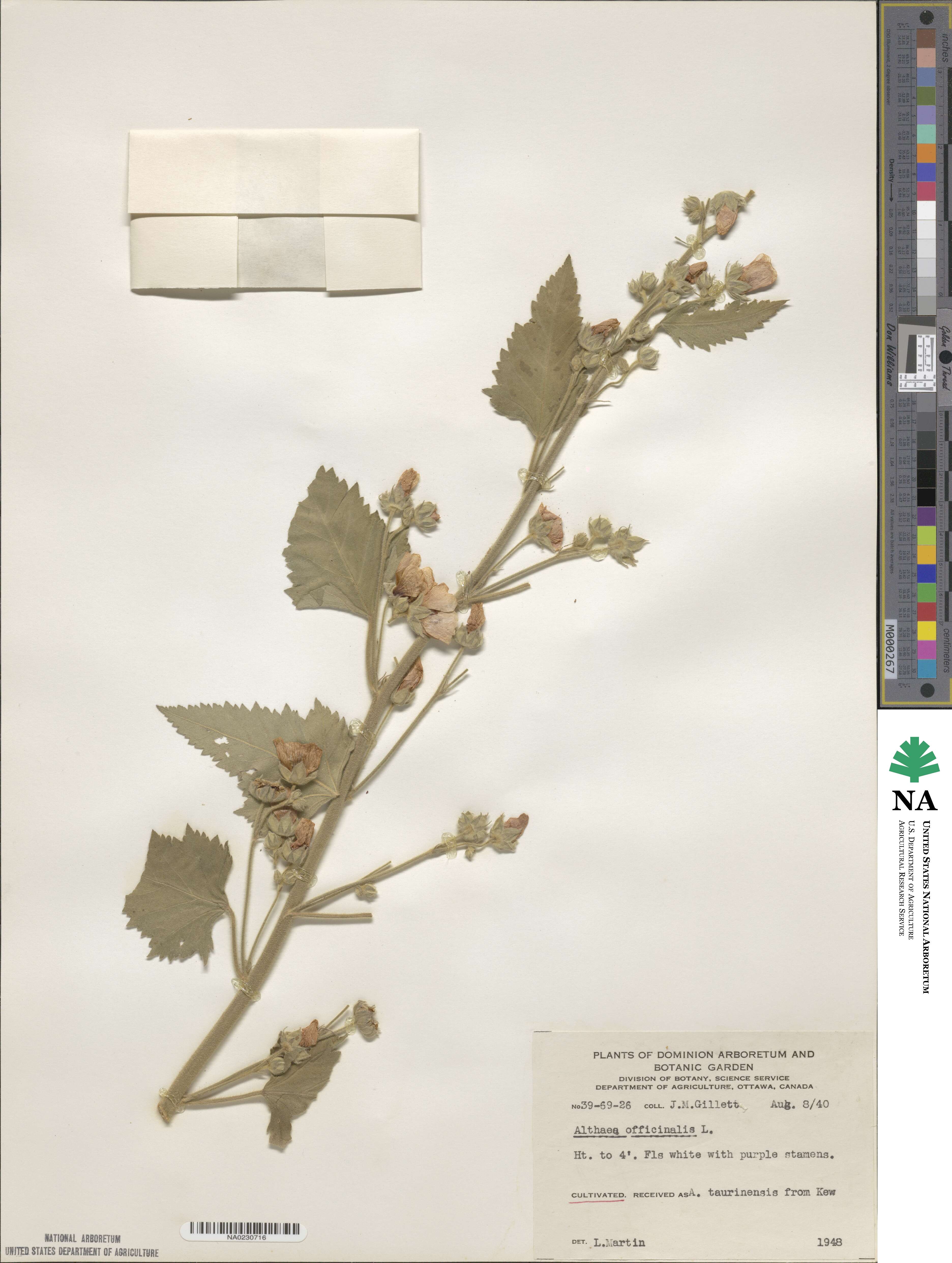 Althaea officinalis image