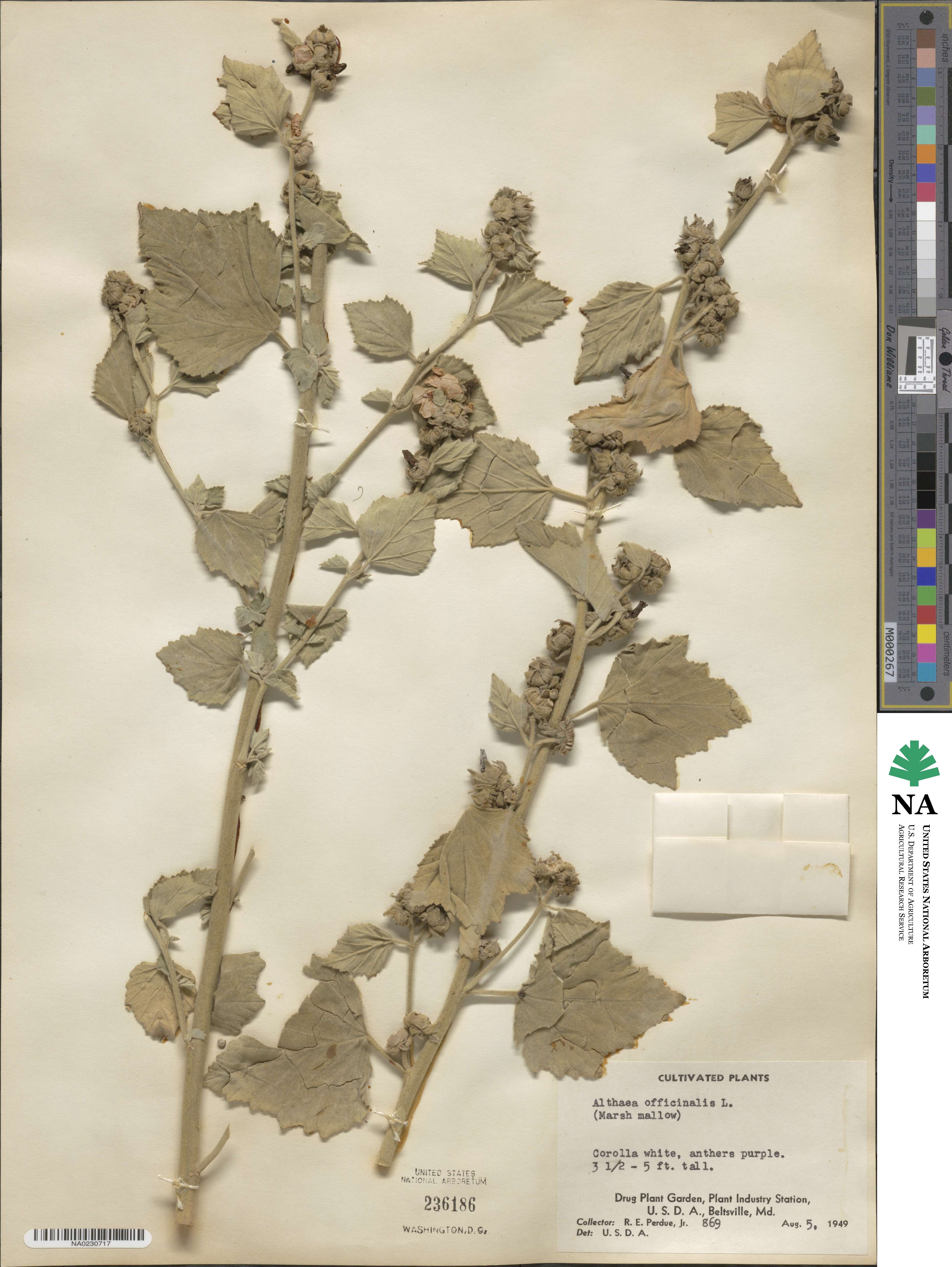 Althaea officinalis image