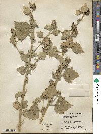 Althaea officinalis image