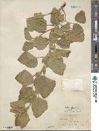 Althaea officinalis image