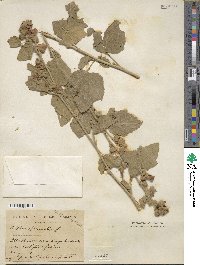 Althaea officinalis image