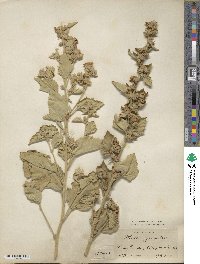 Althaea officinalis image