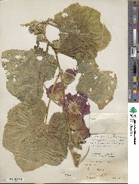 Alcea rosea image