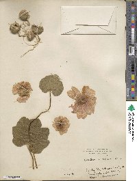 Alcea rosea image