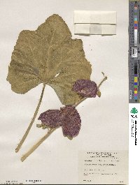 Alcea rosea image