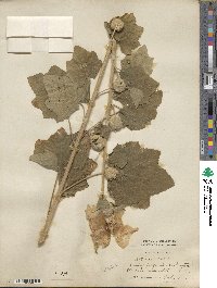 Alcea rosea image