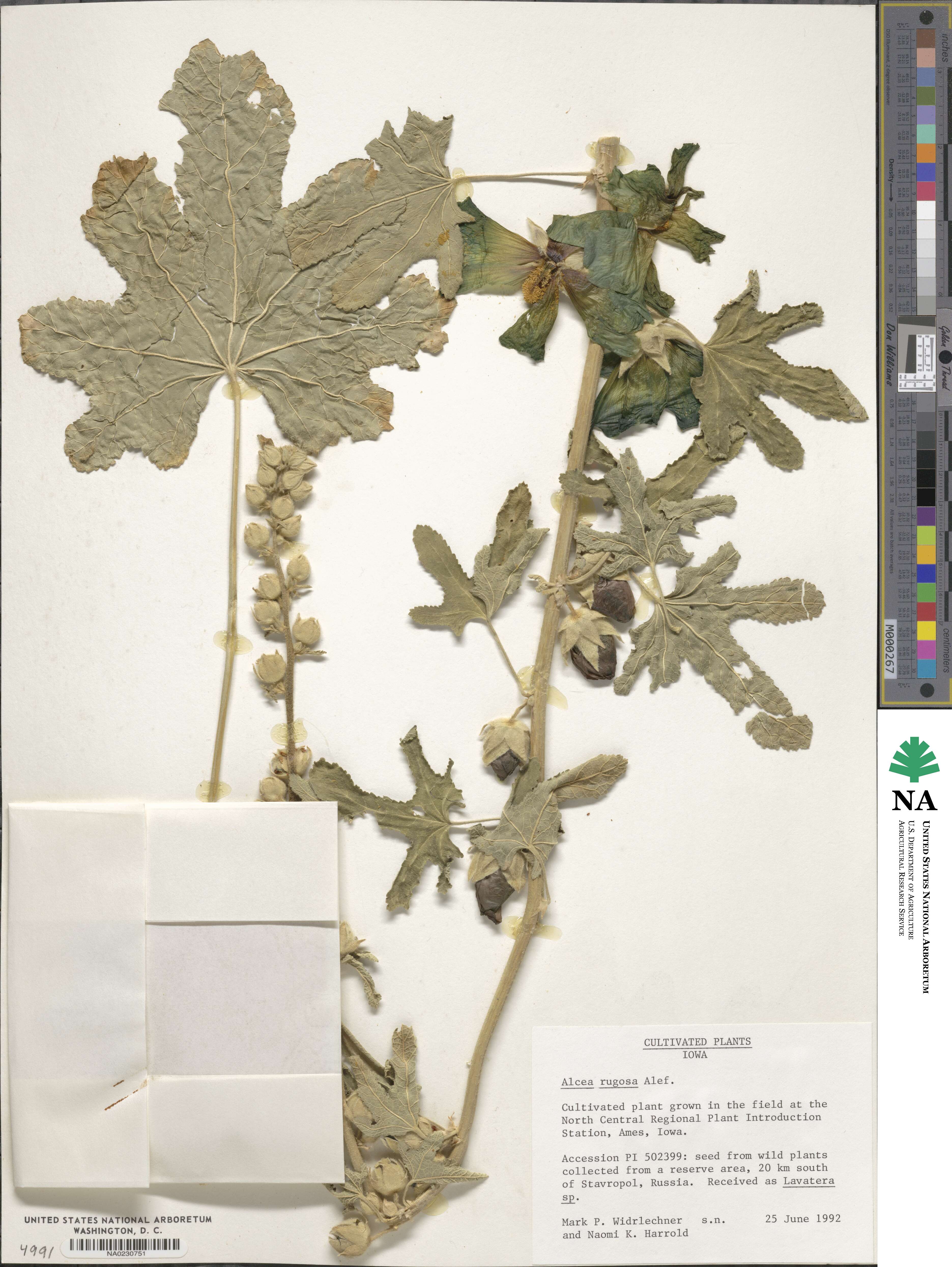 Alcea rugosa image