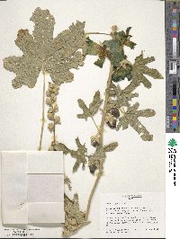 Alcea rugosa image