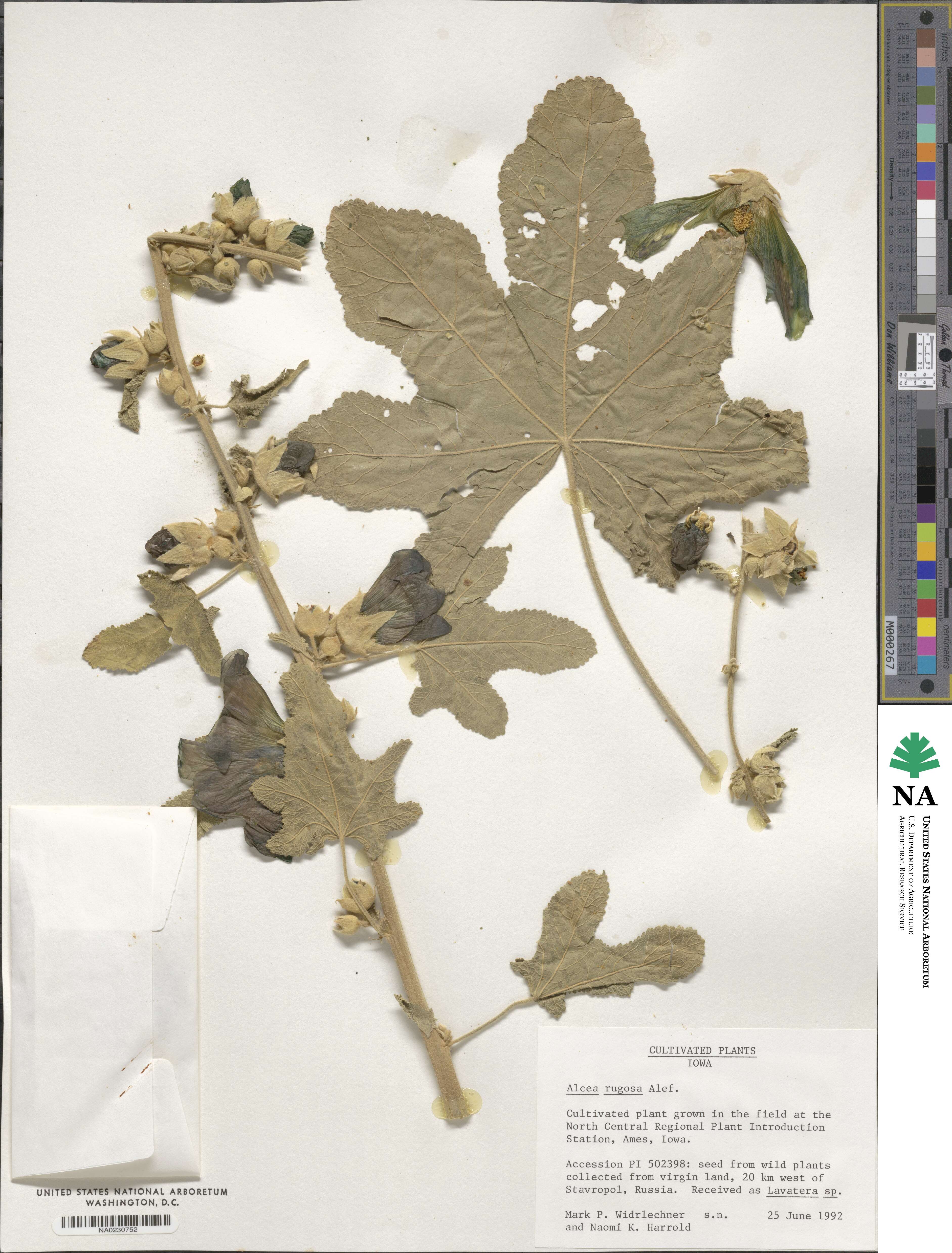 Alcea rugosa image