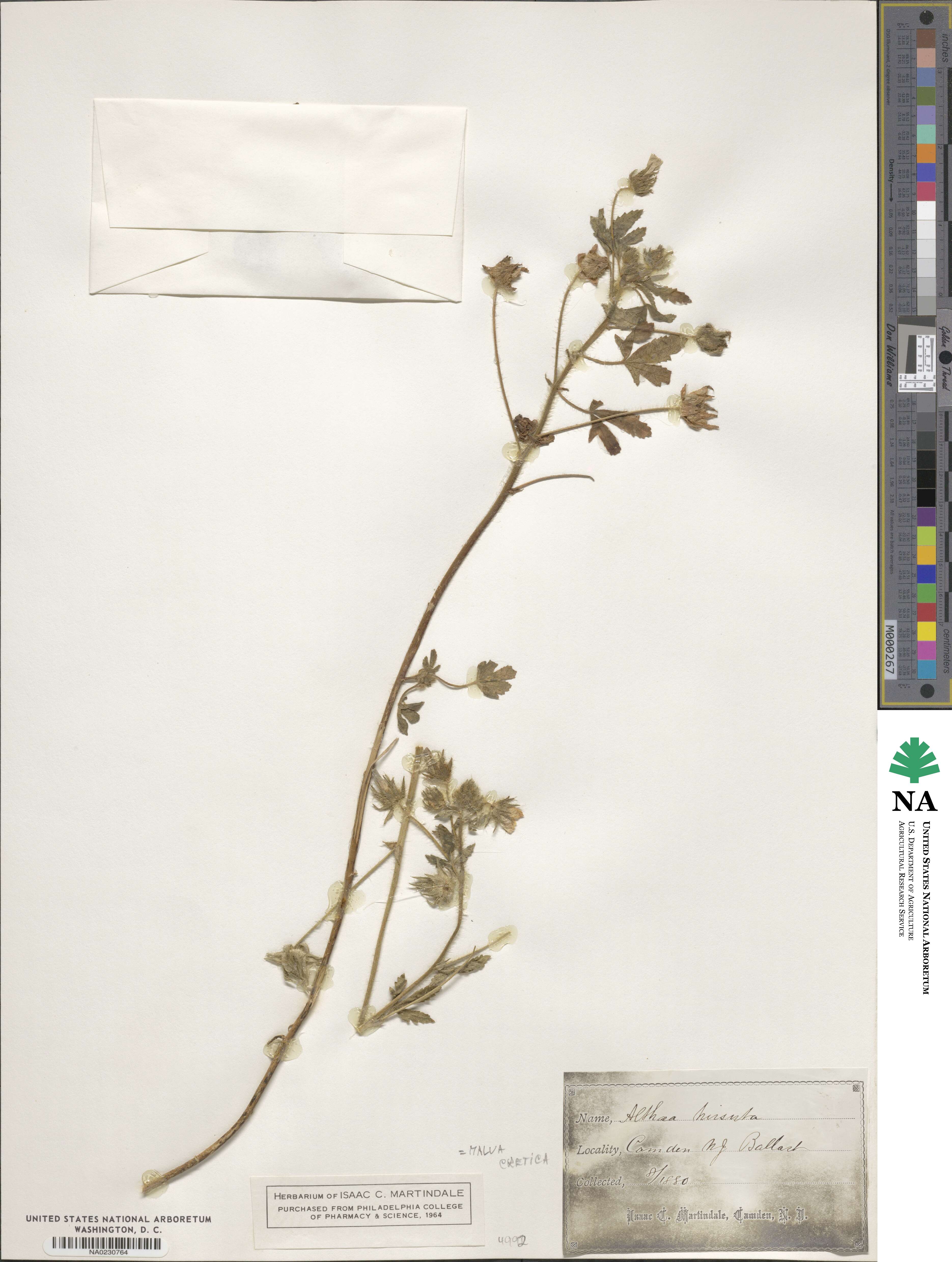 Malva cretica image