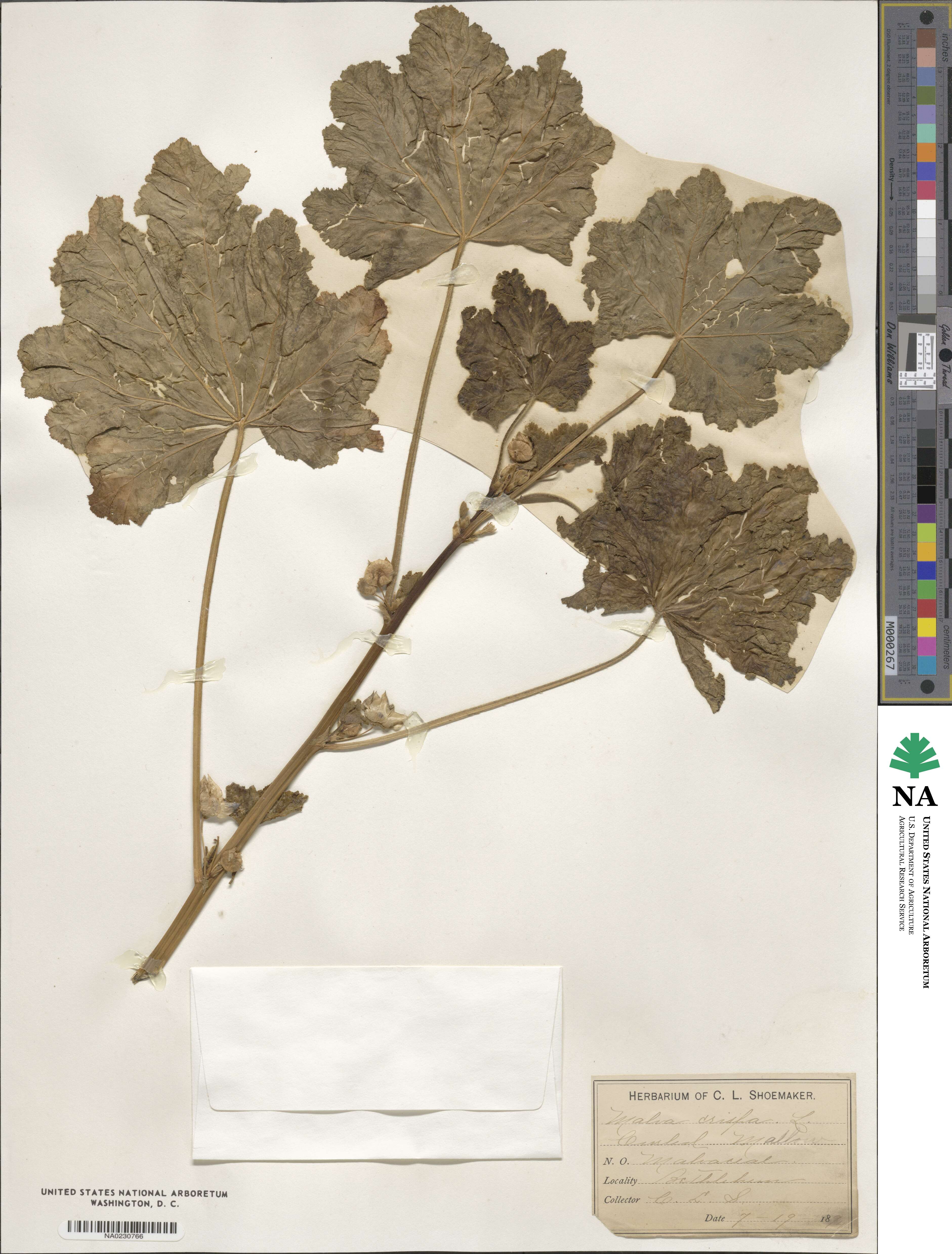 Malva verticillata image