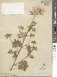 Malva moschata image