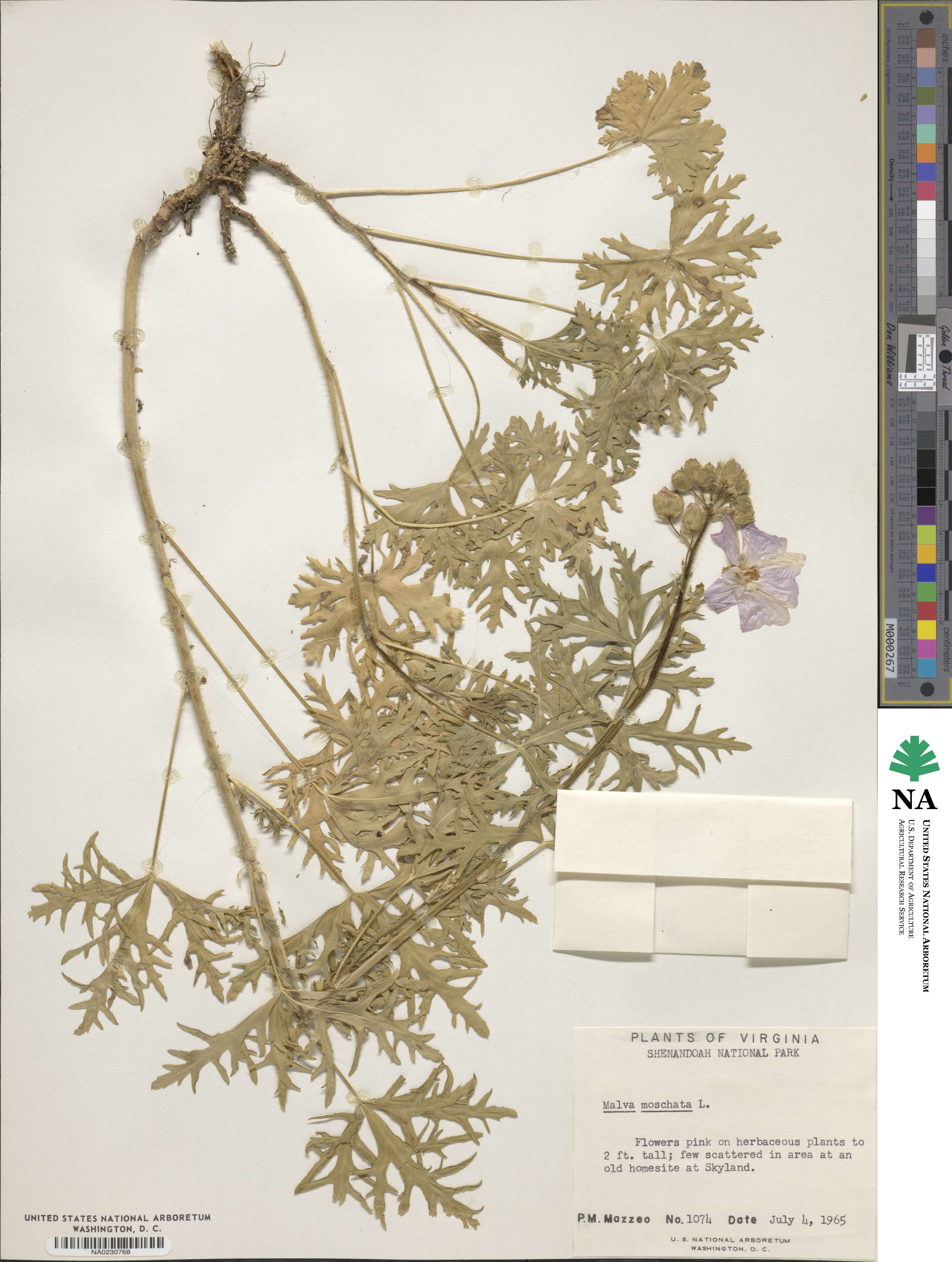 Malva moschata image