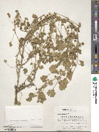 Malva neglecta image