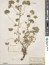 Malva neglecta image