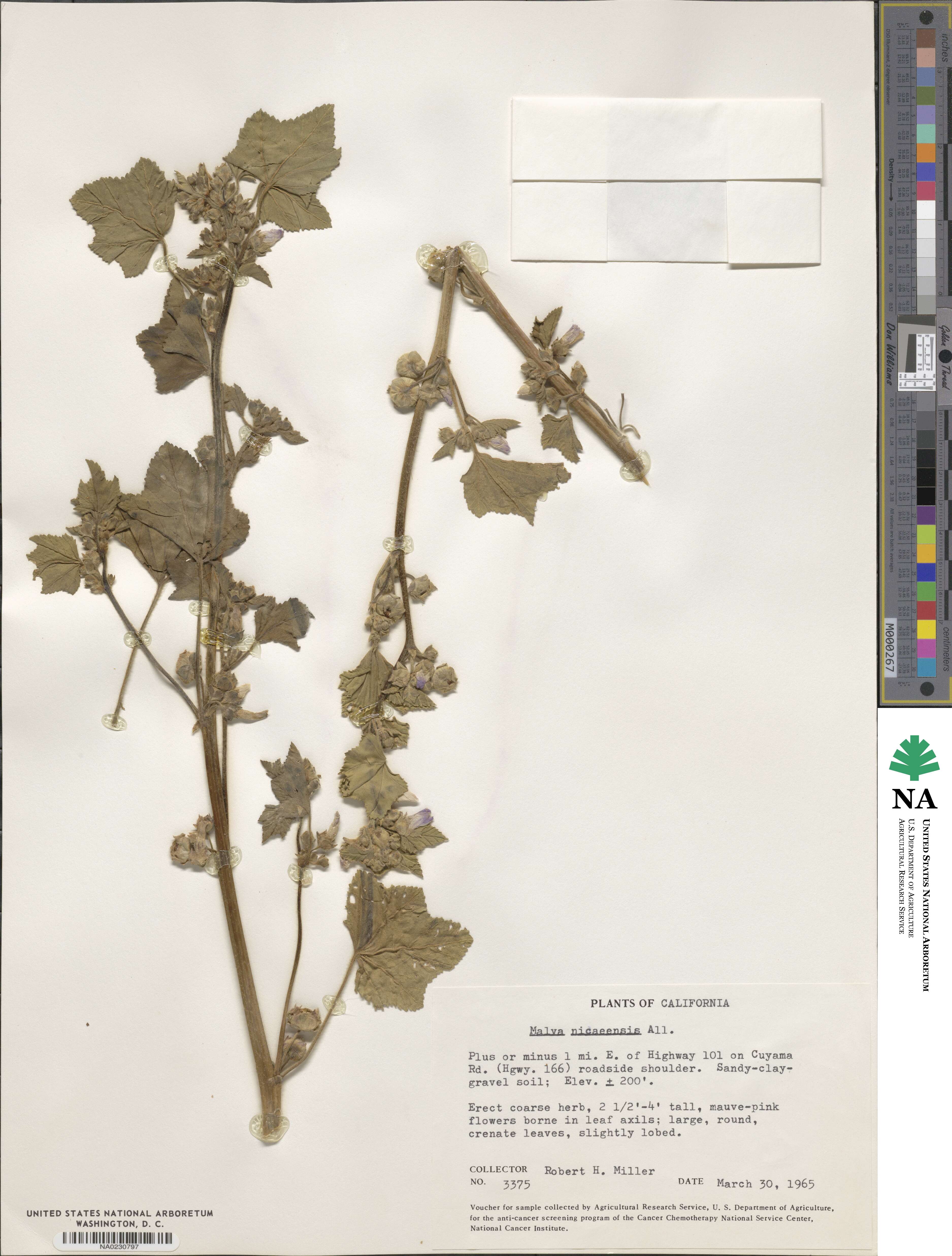 Malva nicaeensis image