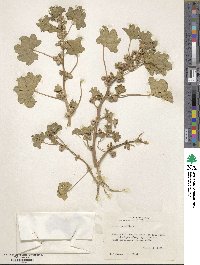 Malva parviflora image