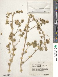 Malva parviflora image