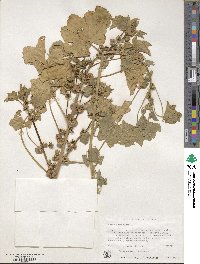 Malva parviflora image