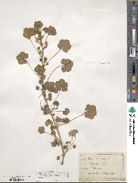 Malva rotundifolia image