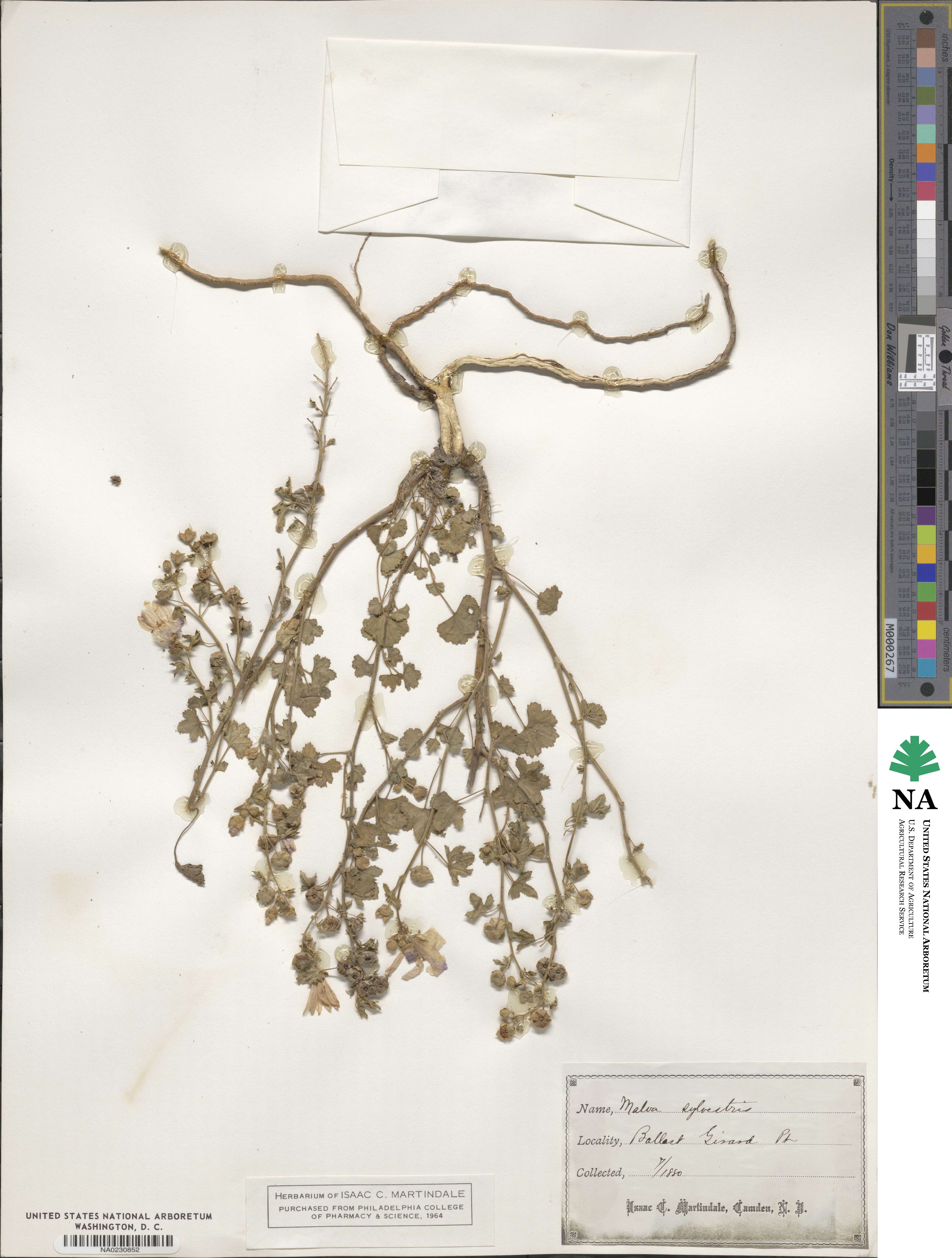 Malva sylvestris image