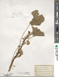 Malva sylvestris image