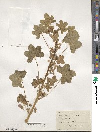 Malva sylvestris image