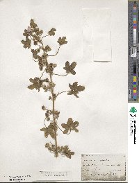 Malva sylvestris image