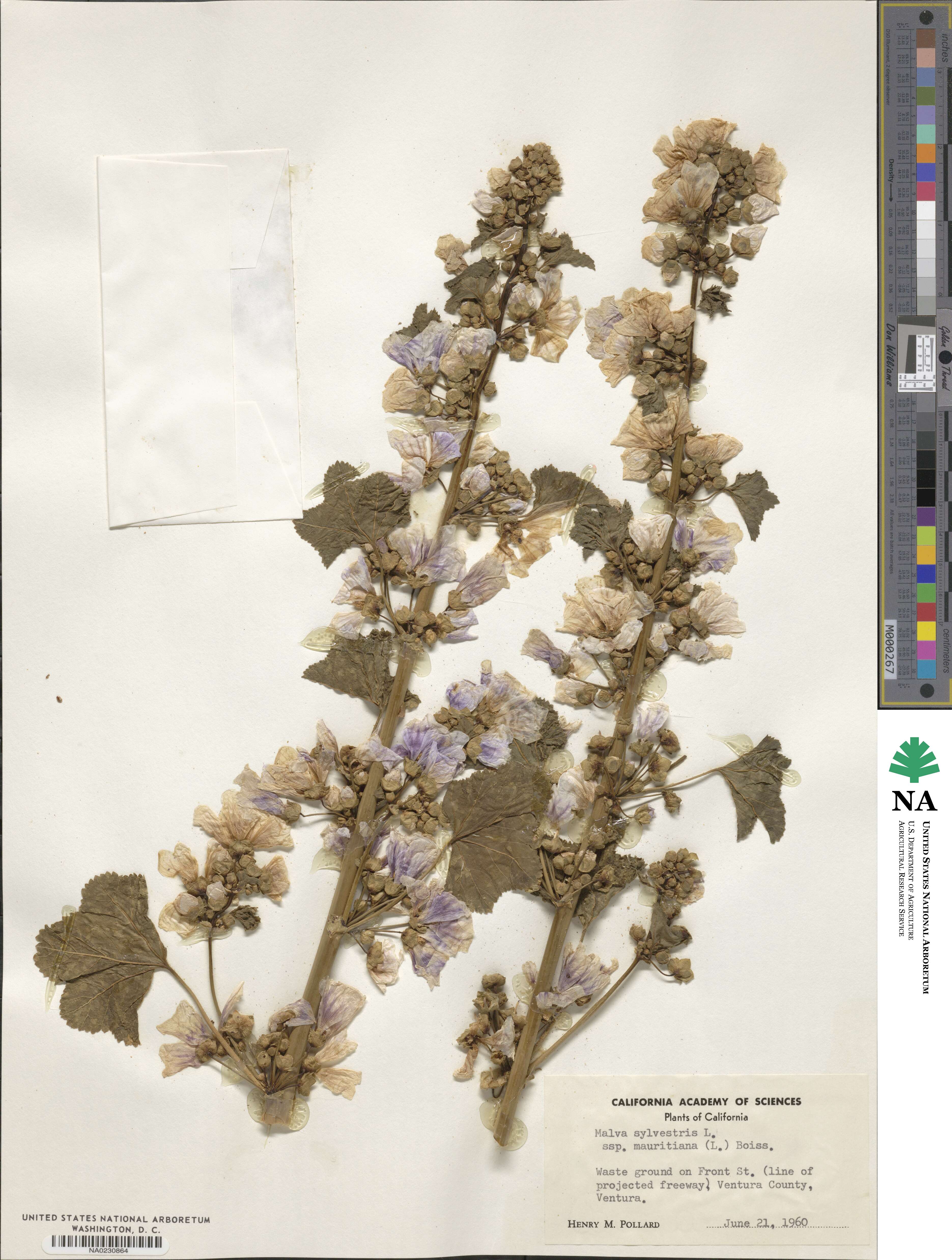 Malva sylvestris var. mauritiana image