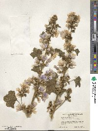 Malva sylvestris image