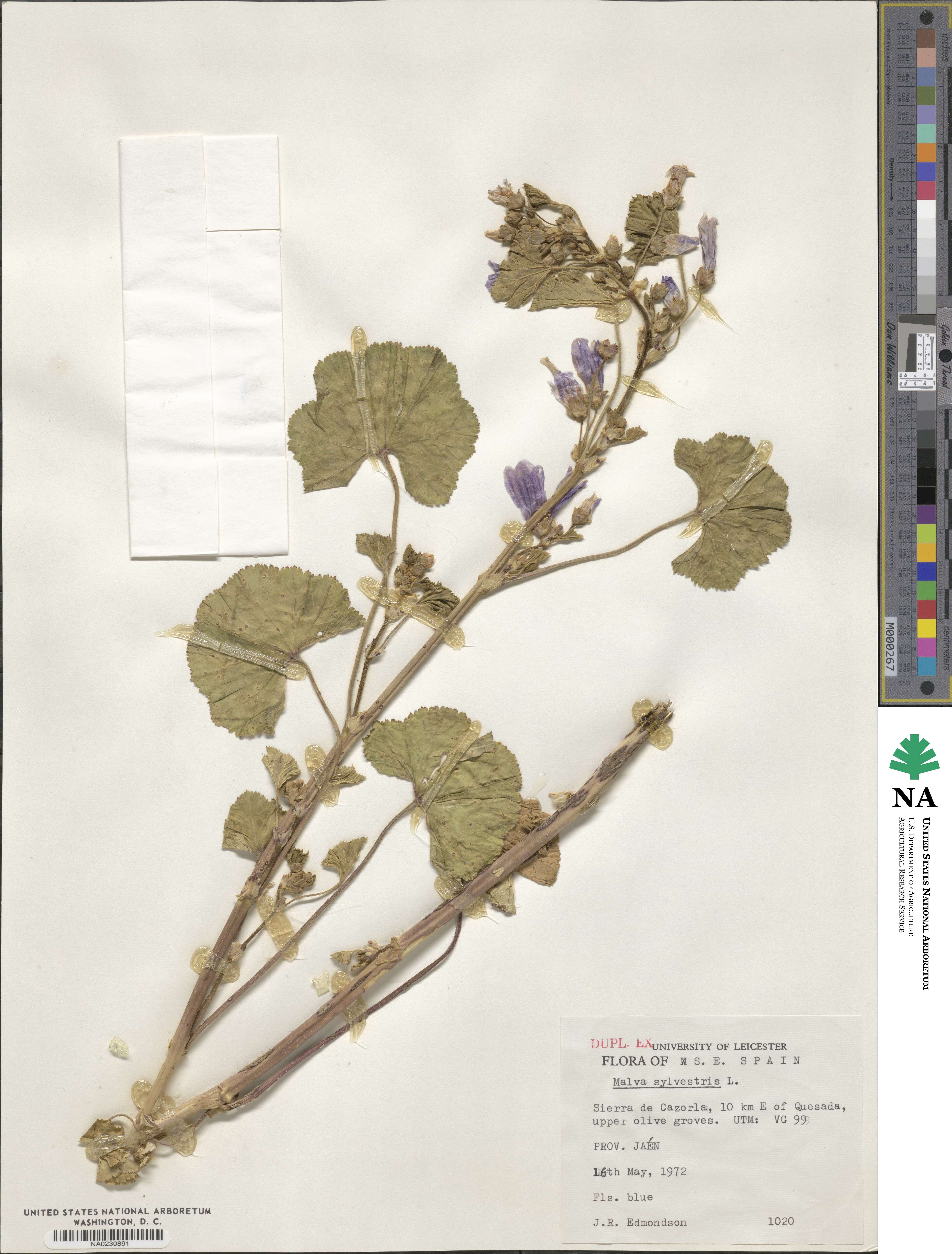 Malva sylvestris image