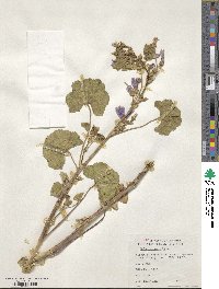 Malva sylvestris image