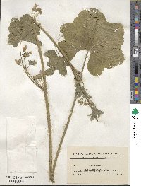 Malva sylvestris image