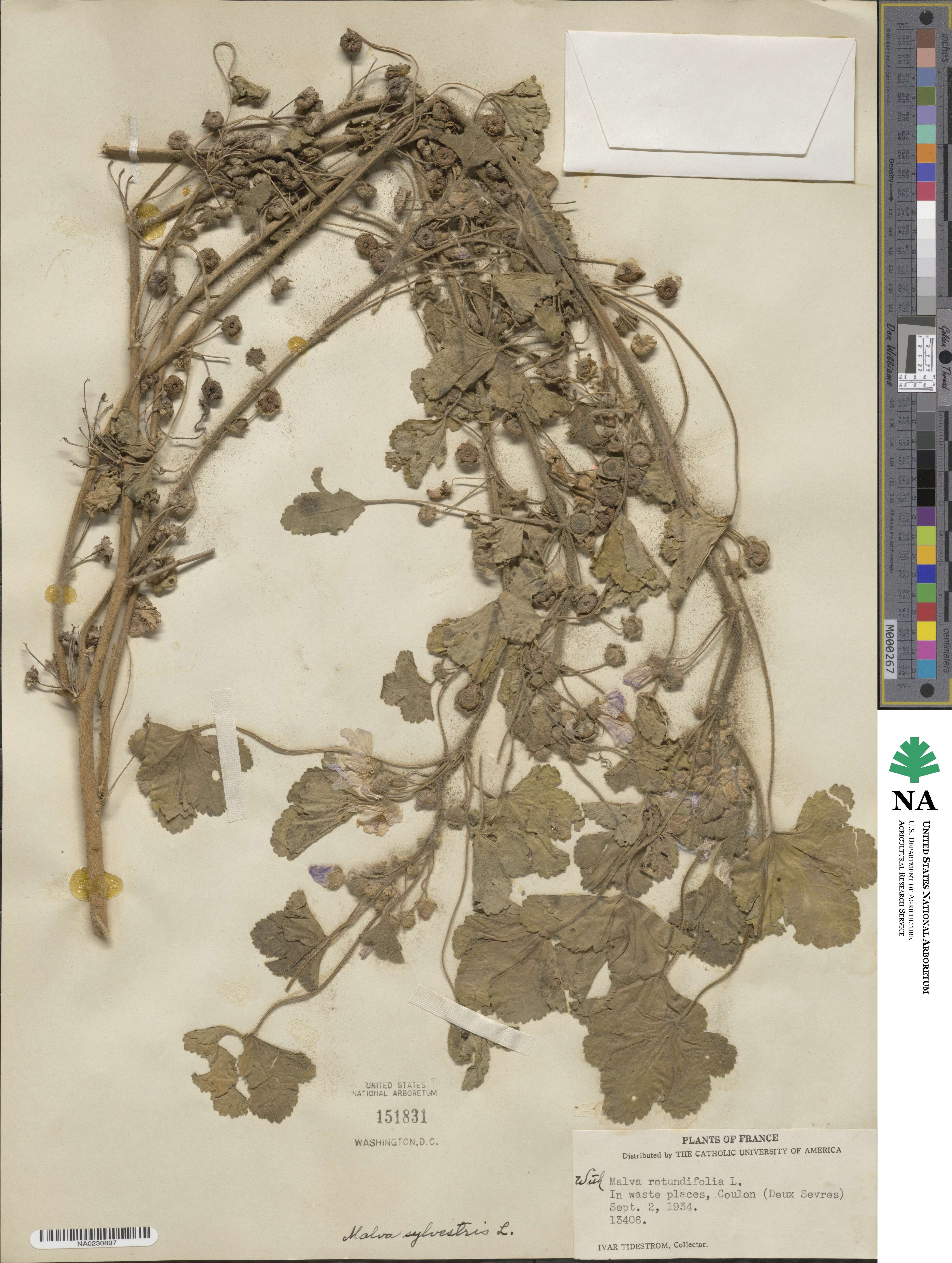 Malva sylvestris image