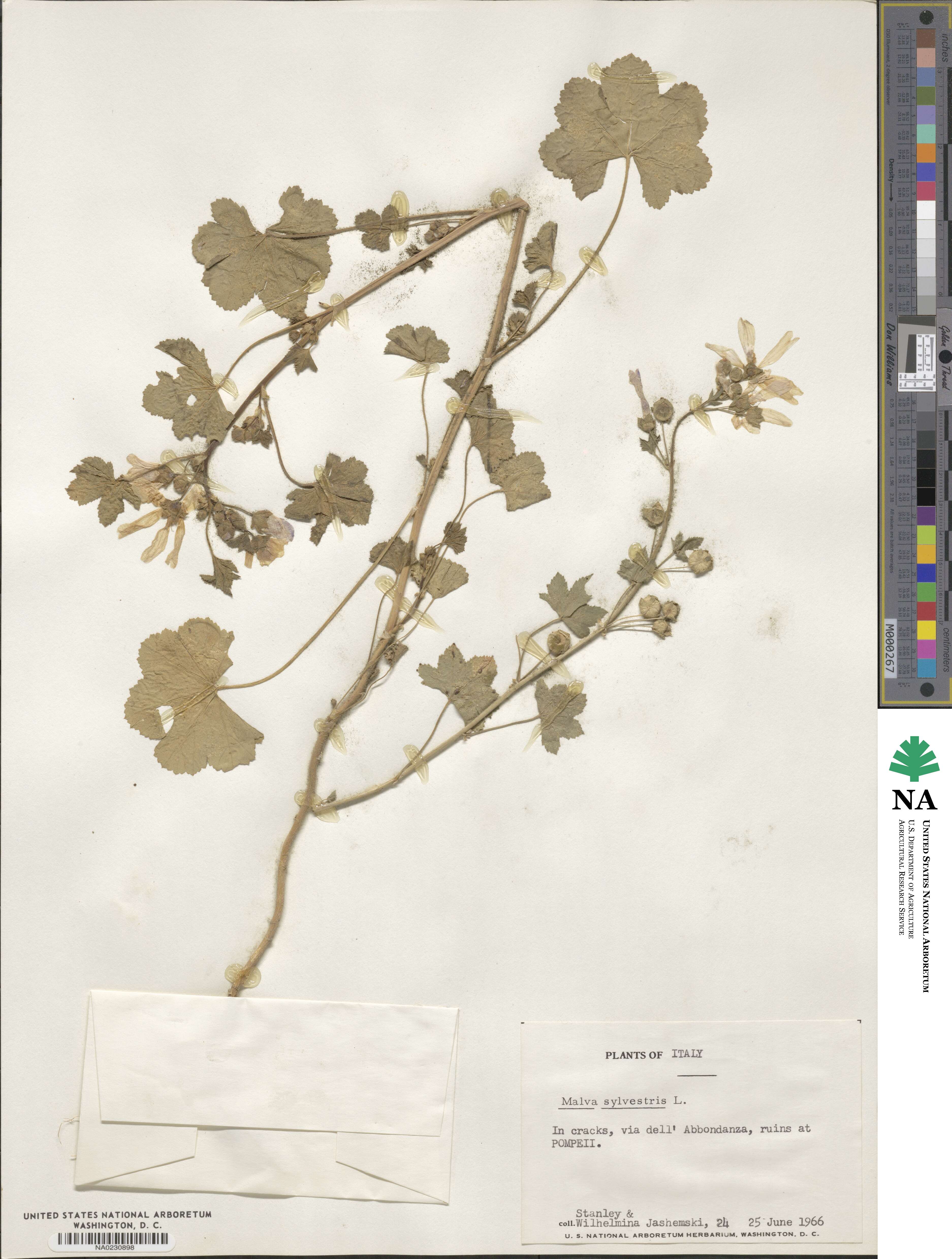 Malva sylvestris image